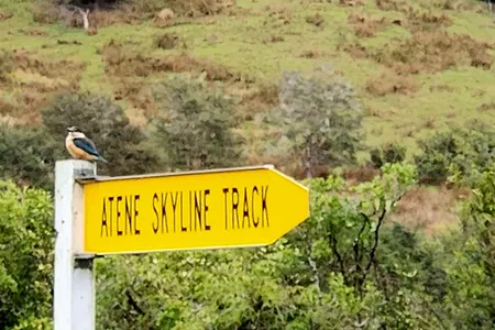 Atene Skyline Track