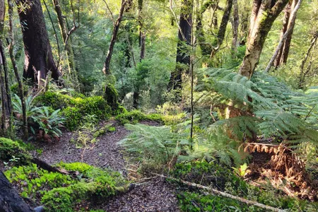 Dobson Loop