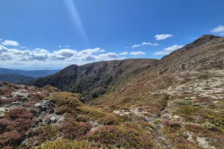 Kaimanawa Killer v2