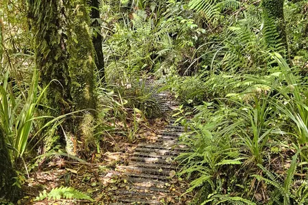 Kokowai Loop