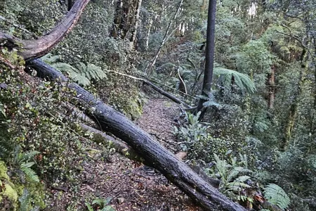 Lankeys Creek Loop