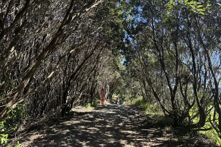 Matairangi Loop