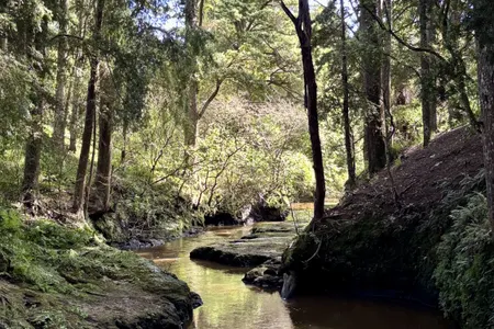 Morrinsville Gully & River Run