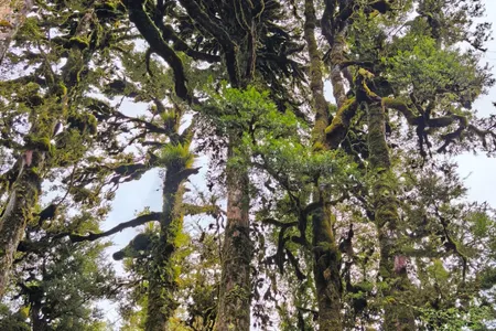 Mount Pureora