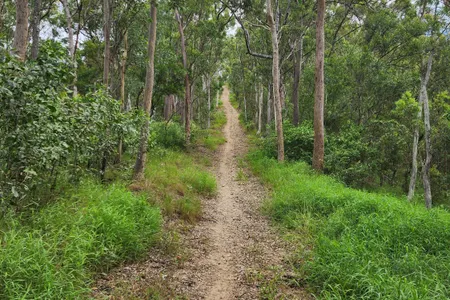 Mount Wongawallan Wander