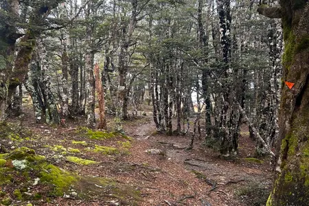 Mt Robert Loop