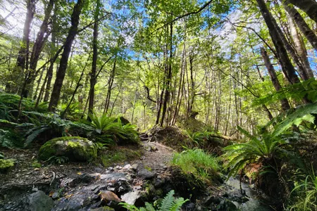 Mt Thomas Grunt