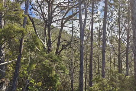 Pauanui Summit Loop