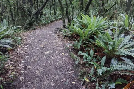 Peel Forest Rounds
