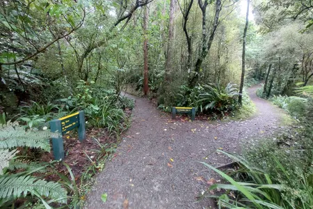 Peel Forest Rounds