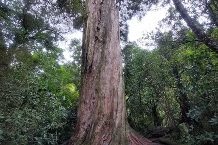 Peel Forest Rounds