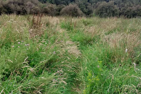 Peel Forest Rounds