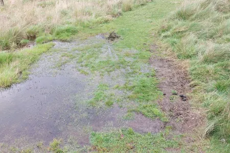 Peel Forest Rounds