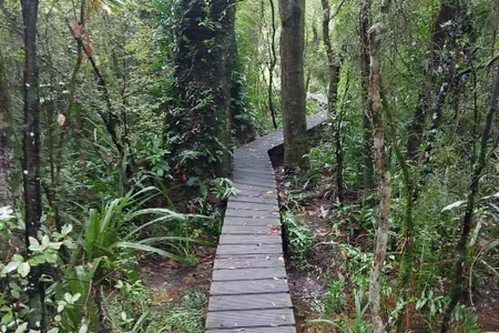 Peel Forest Rounds