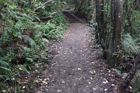 Peel Forest Rounds