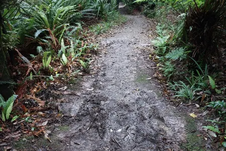 Peel Forest Rounds
