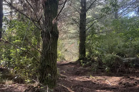 Run Forest Run!