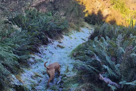 Swampy Ridge Track