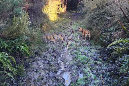 Swampy Ridge Track