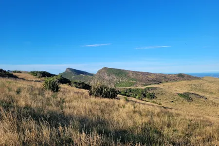 Takahe Half