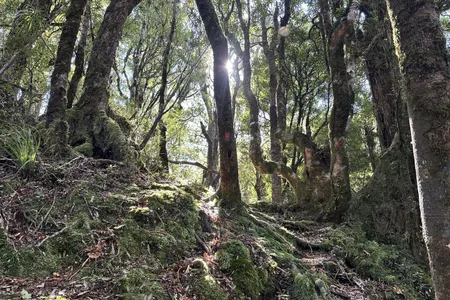 Tawhiuau