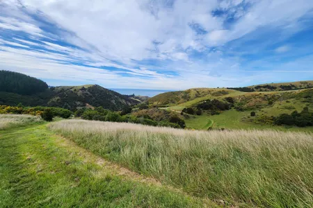 Te Ara Tawhai Tiromoana Bush trail loop