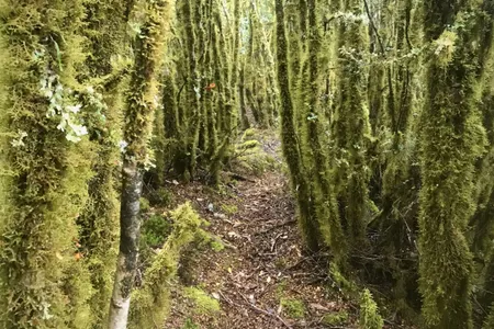 Te Iringa (Kaimanawas)