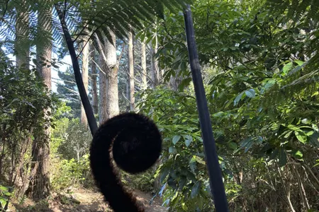 Te Ngahere-o-Tawa Loop