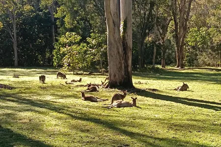 Wallaby Wander