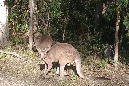 Wallaby Wander