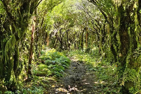 Wilkie and The Enchanted Ridge