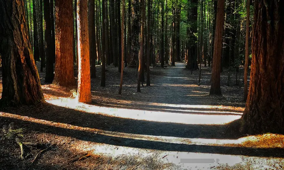 Whakarewarewa Circuit - the Black Track, Bay of Plenty