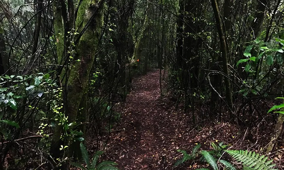 Otainewainuku - Whataroa Falls, Bay of Plenty