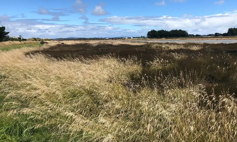 Invercargill Estuary, Southland