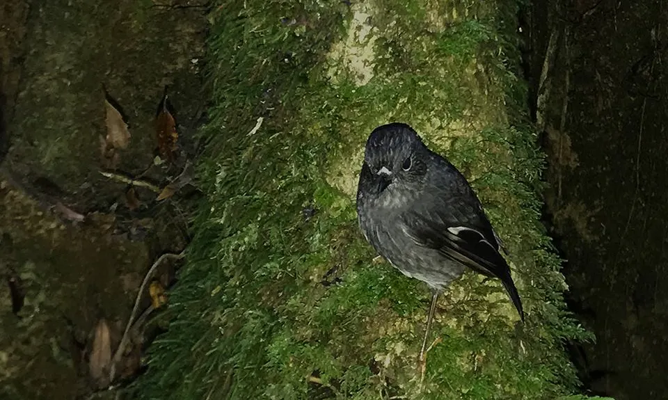 Otainewainuku - Whataroa Falls, Bay of Plenty