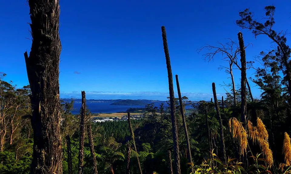 Whakarewarewa Circuit - the Black Track, Bay of Plenty