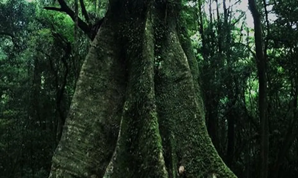 Otainewainuku - Whataroa Falls, Bay of Plenty