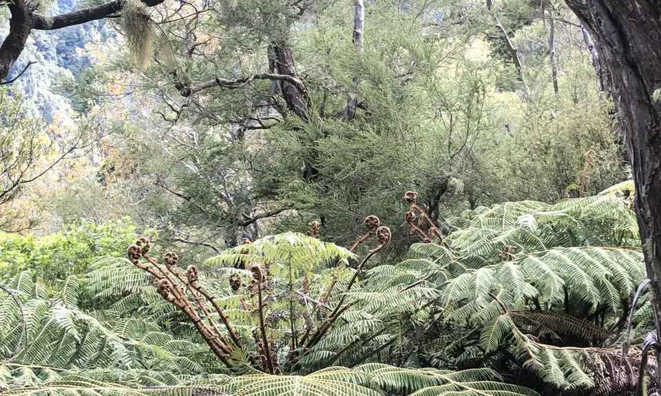 Atene Skyline Track, Manawatu - Wanganui