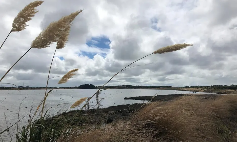 Invercargill Estuary, Southland
