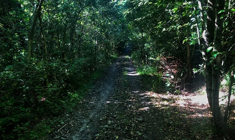 Whakarewarewa Circuit - the Black Track, Bay of Plenty