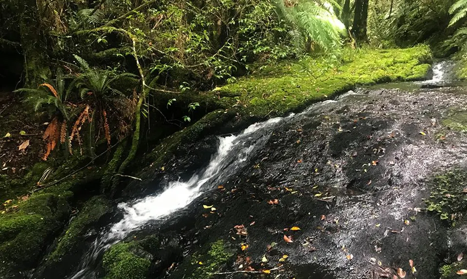 Otainewainuku - Whataroa Falls, Bay of Plenty