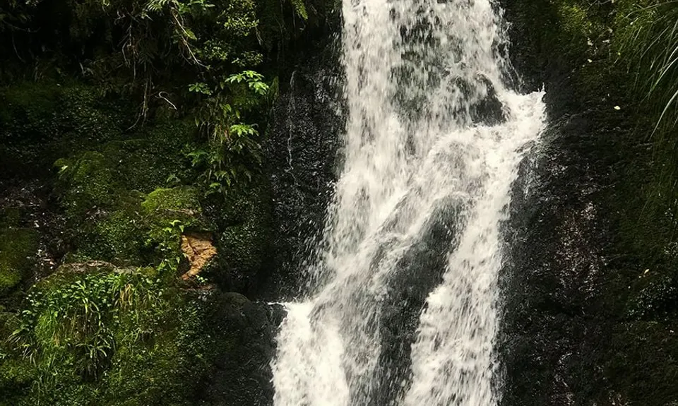 Otainewainuku - Whataroa Falls, Bay of Plenty