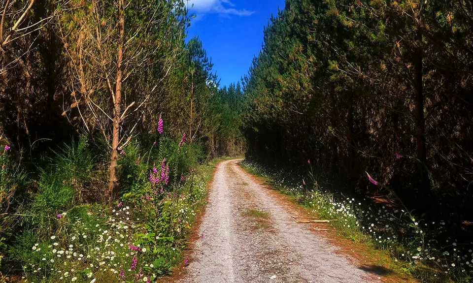 Whakarewarewa Circuit - the Black Track, Bay of Plenty