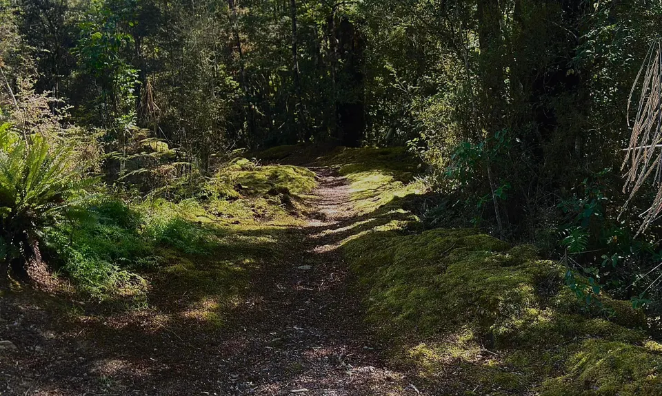 Johnson Creek Track, Tasman