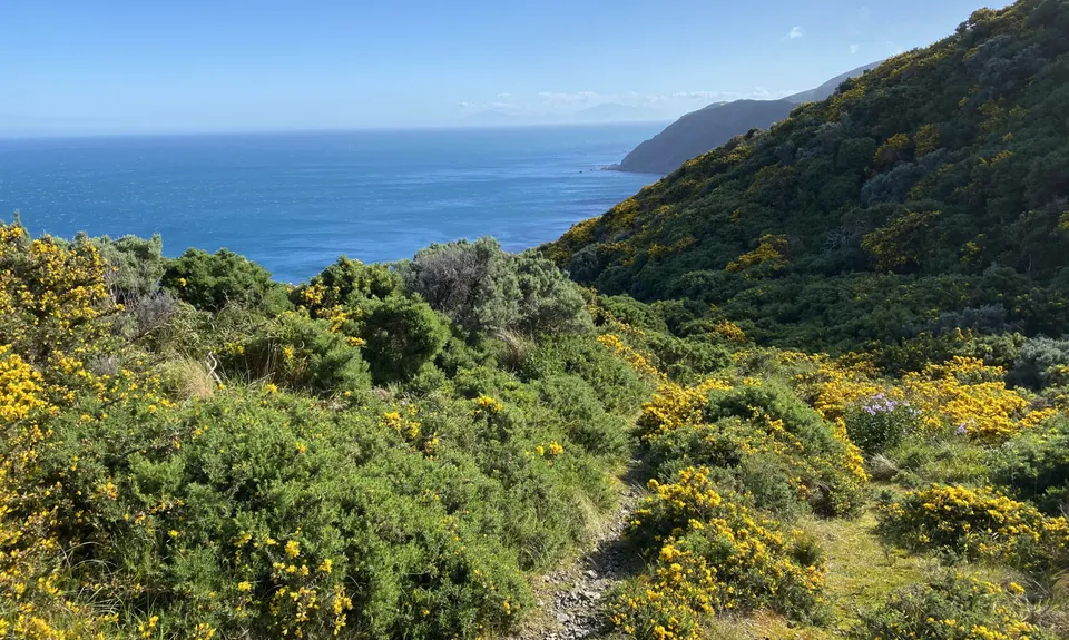 Spooky Gully and the Rocky Shore, Wellington