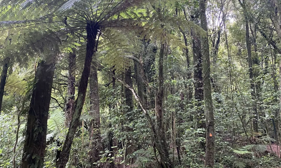 Mount Ngongotaha , Bay of Plenty