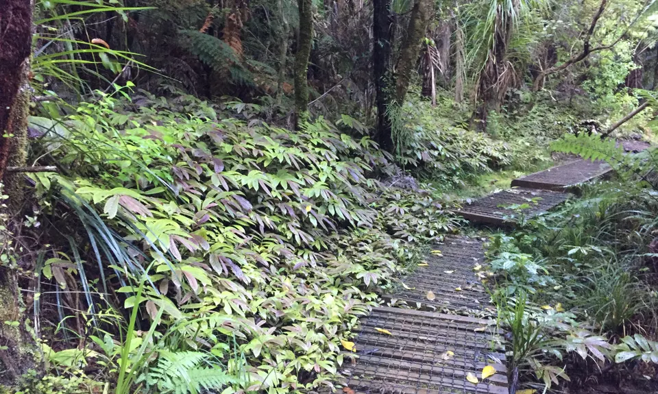 Cascade Kauri V2, Auckland