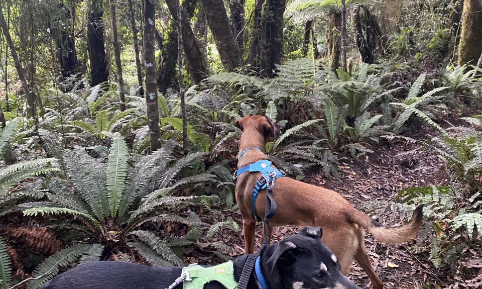 Mount Titi Full Bush , Wellington