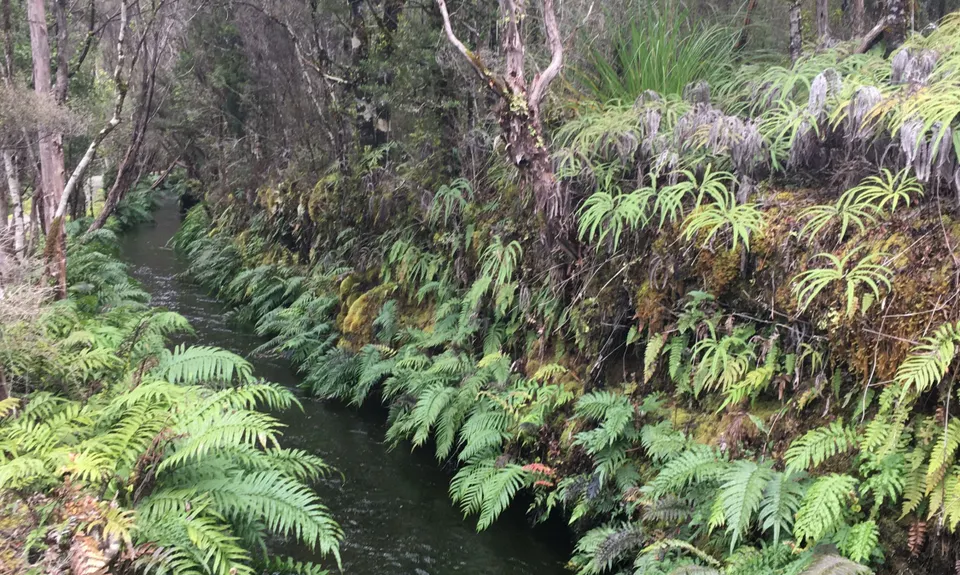 Kaniere Water Race, West Coast