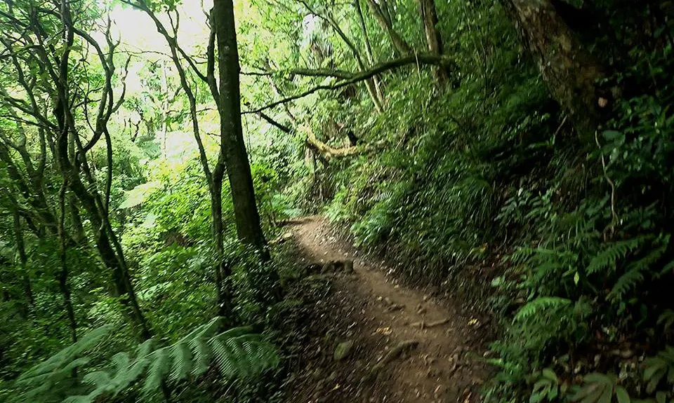 Te Aroha Summit Loop, Waikato